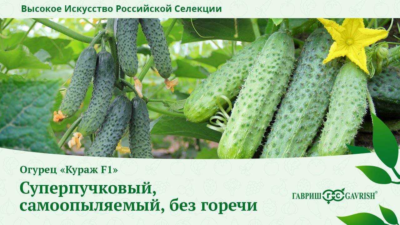 Огурцы кураж f1 — описание сорта