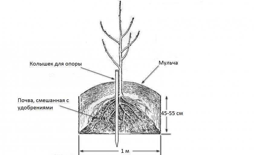 Посадка груши в 2023 году: когда сажать, благоприятные дни, уход