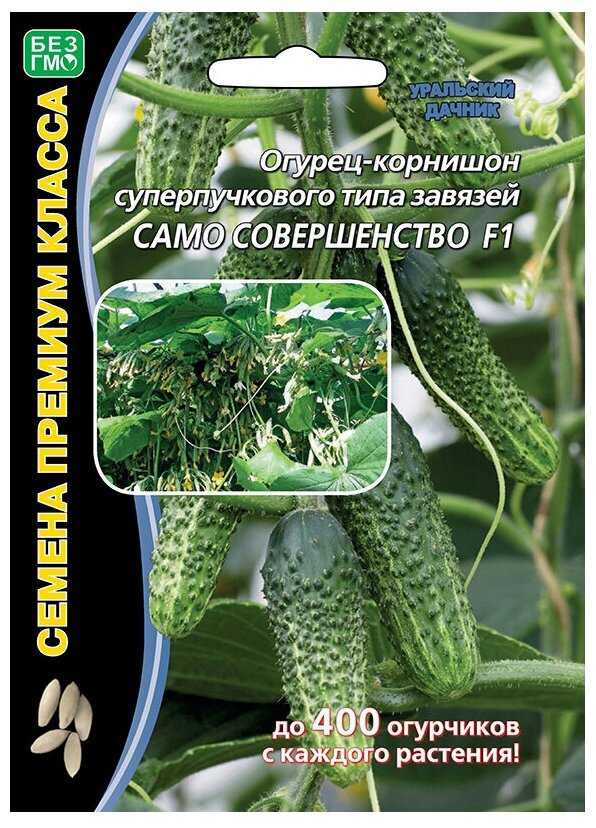Огурцы само совершенство: характеристика и описание сорта с фото