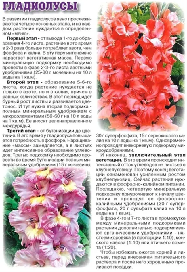 Гладиолусы: посадка и уход в открытом грунте, фото, сорта, размножение, выращивание и сочетание в ландшафтном дизайне