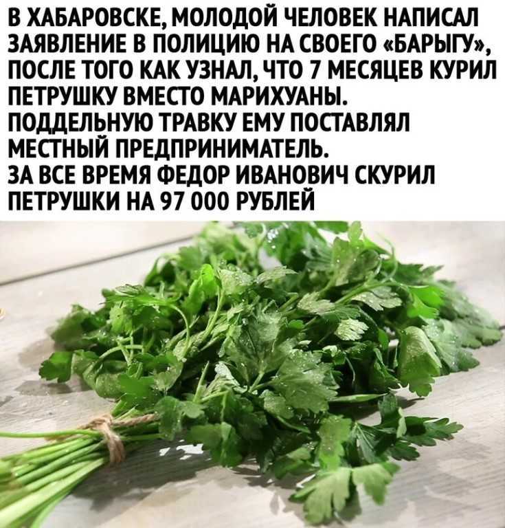 Выращивание кориандра из семян в домашних условиях на подоконнике + фото