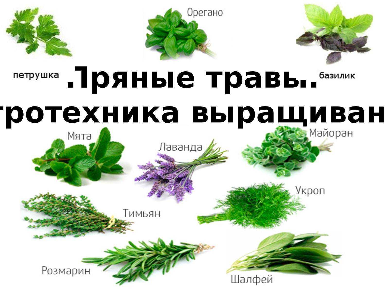 Укроп - посадка и уход в открытом грунте, сорта