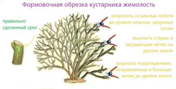 Советы как омолодить старые кусты жимолости