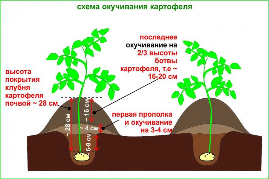 Нужно ли проращивать картофель перед посадкой и другие важные вопросы про картошку