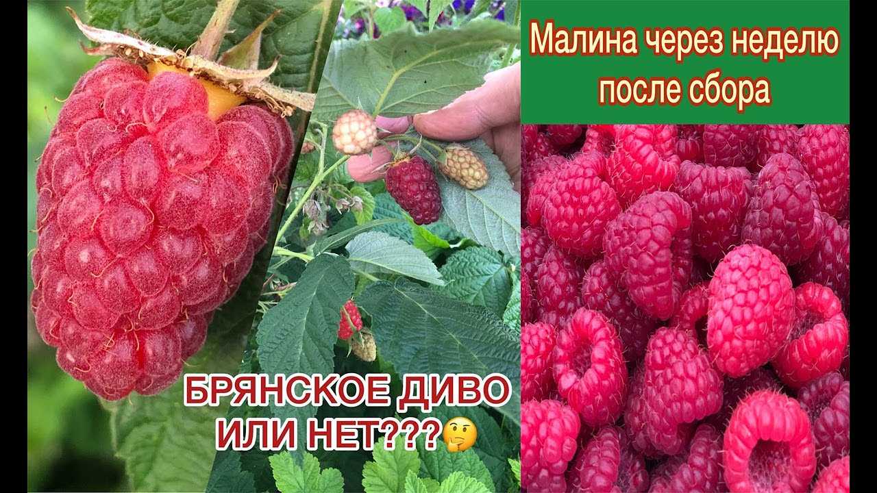 Ремонтантная малина брянское диво – украшение осеннего сада