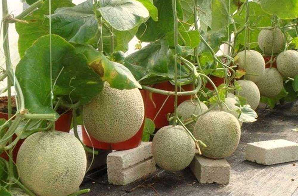 Можно ли вырастить дыню дома?