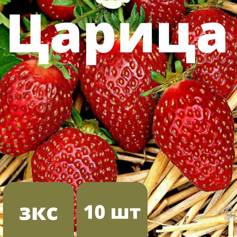 Самые сладкие сорта клубники: описания с фотографиями, особенности