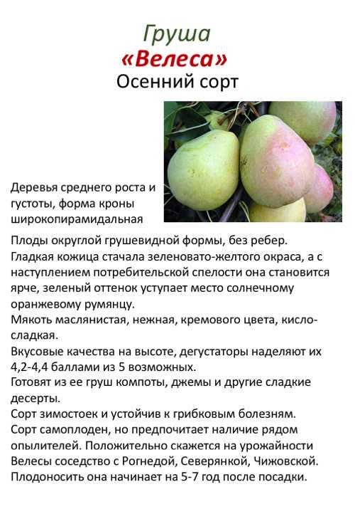Полное описание зимнего сорта груши белорусская поздняя