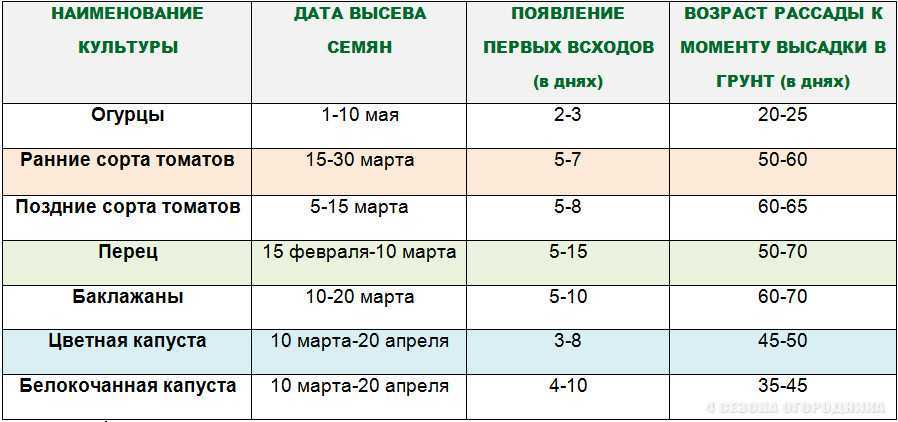 «ленивая» капуста, или выращиваем капусту без рассады. подготовка грядки, посев, уход. фото — ботаничка