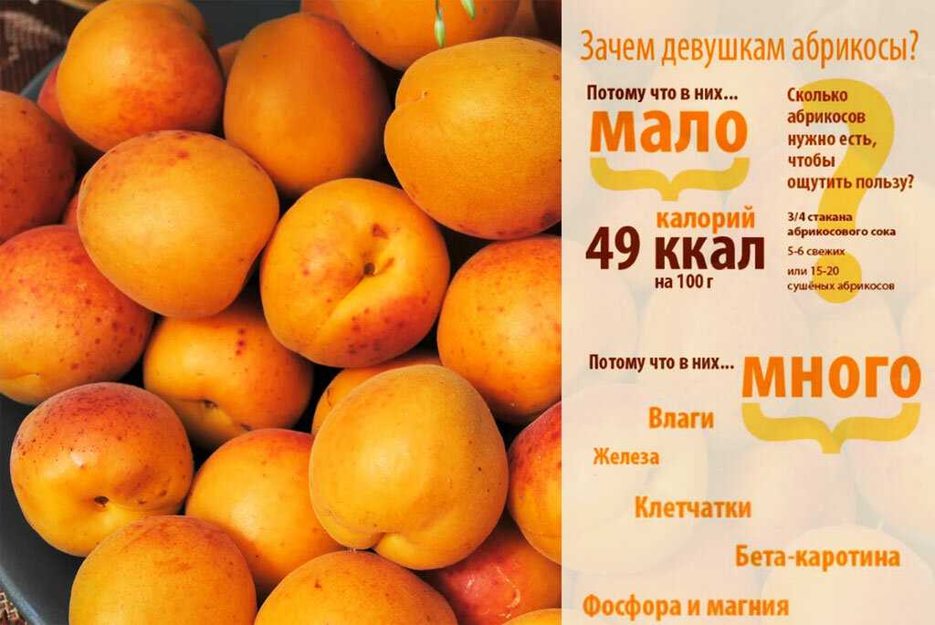 Характеристика абрикоса сорта лель. отзывы садоводов о плодовом дереве