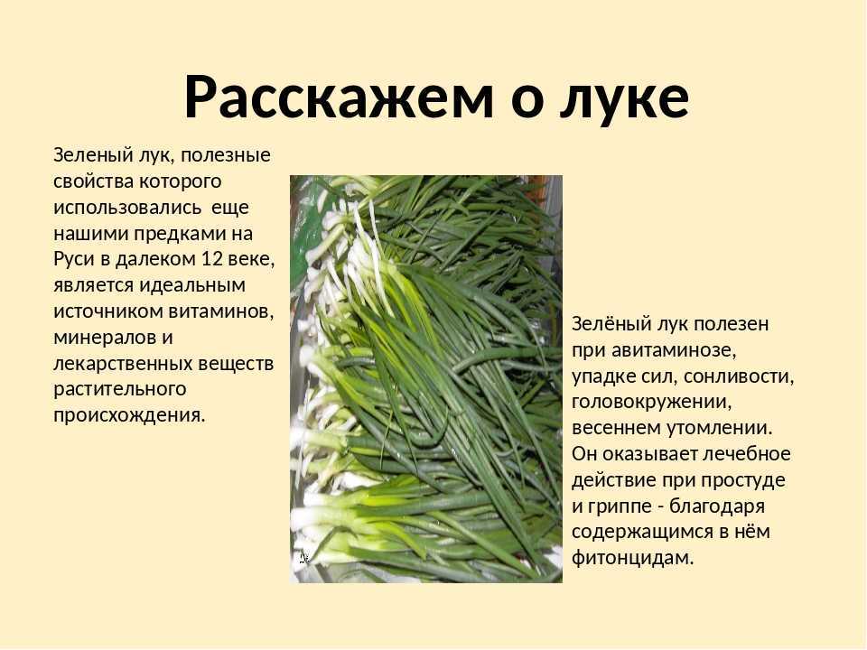 Лук эксибишен: выращивание семенами через рассаду, уход