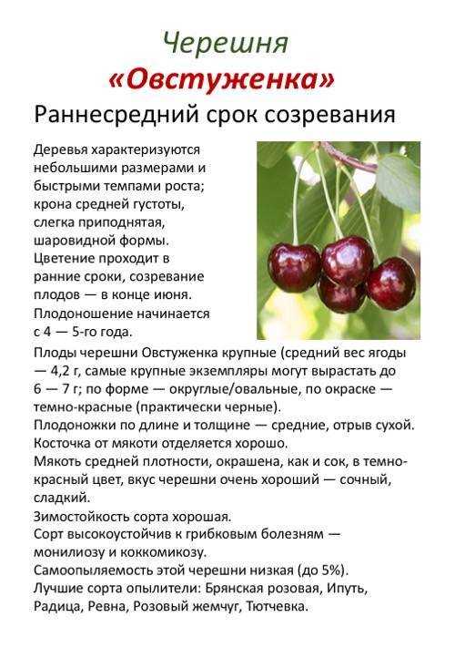 Вишня жуковская: описание сорта, отзывы и фото