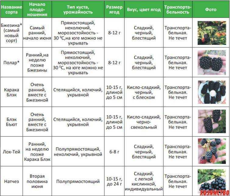 Чем подкормить вишню во время цветения и после цветения
