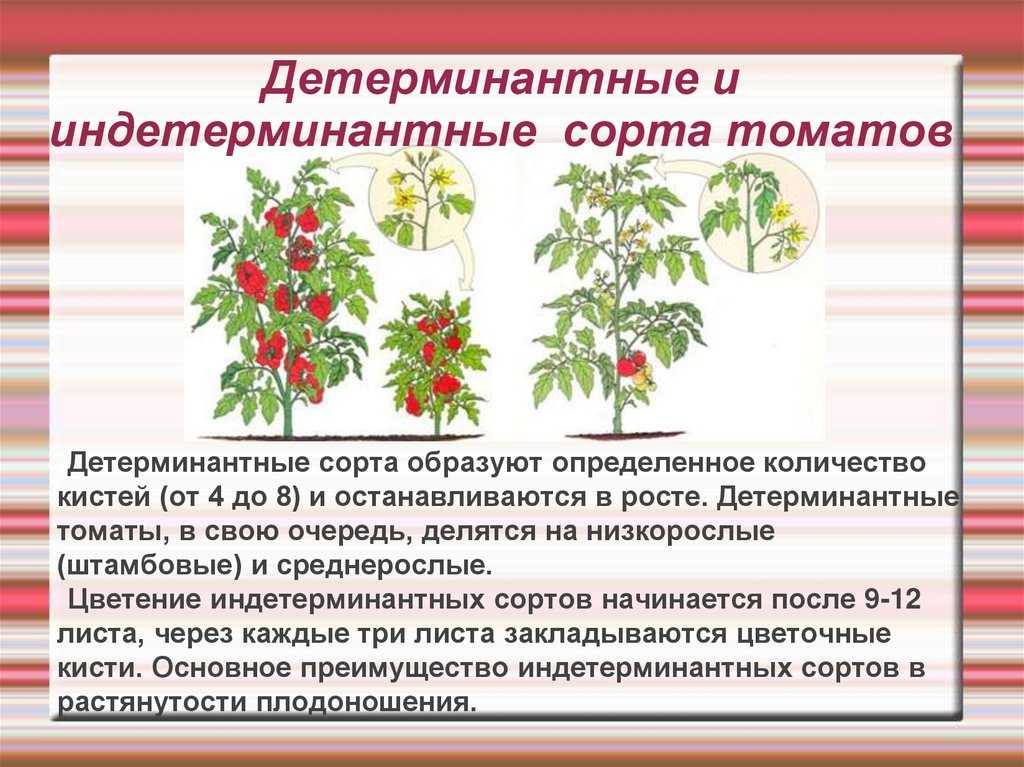 Штамбовые сорта помидоров: что это такое, их описание, особенности выращивания и формирования томатов в открытом грунте