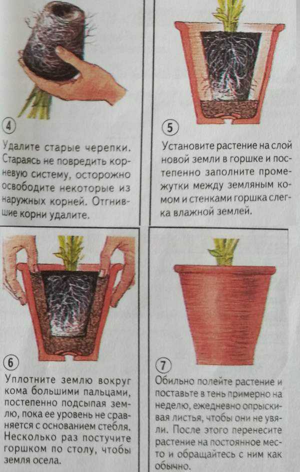 Домашняя орхидея: пересадка и уход