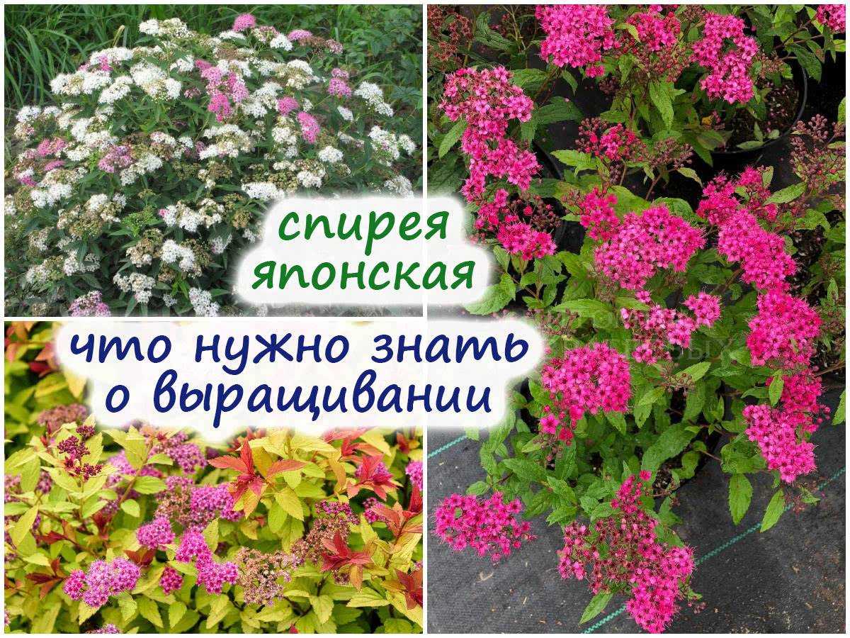 Размножение спиреи: черенками и отводками, весной, летом и осенью, простой способ