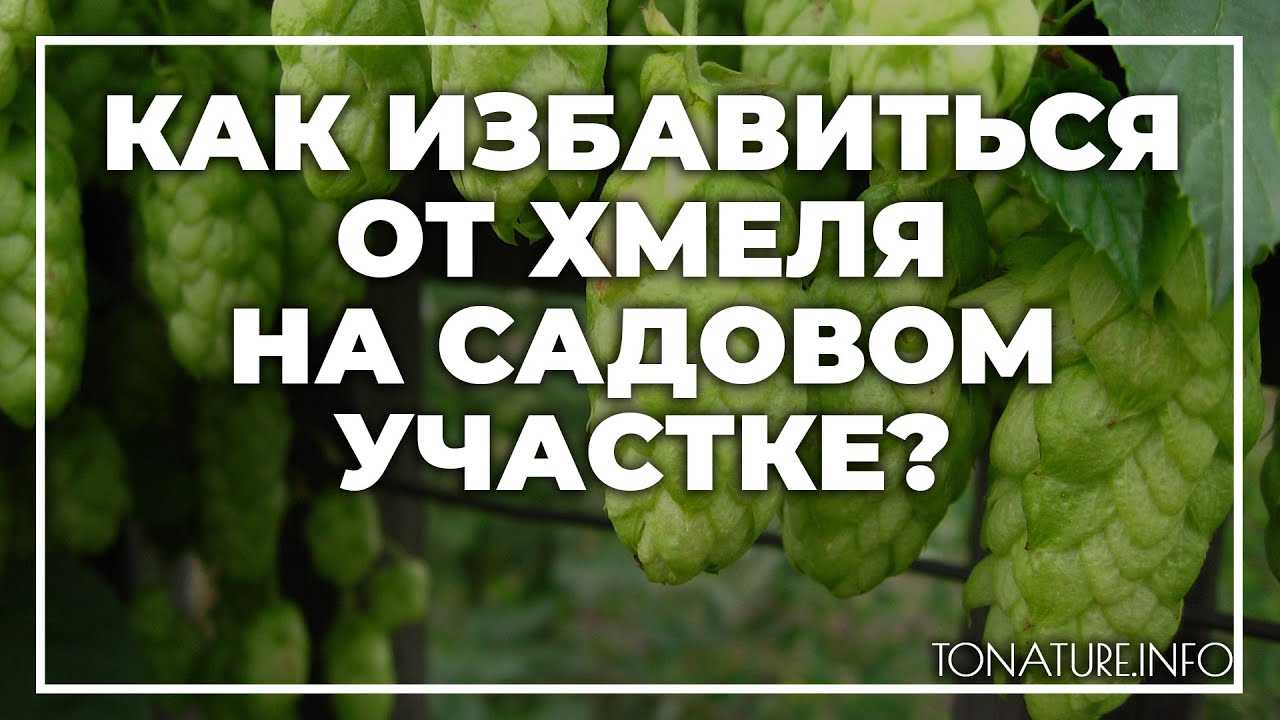 Хмель — дикорастущее плетистое растение Для многих владельцев приусадебных участков он является настоящей проблемой Вывести его достаточно сложно,