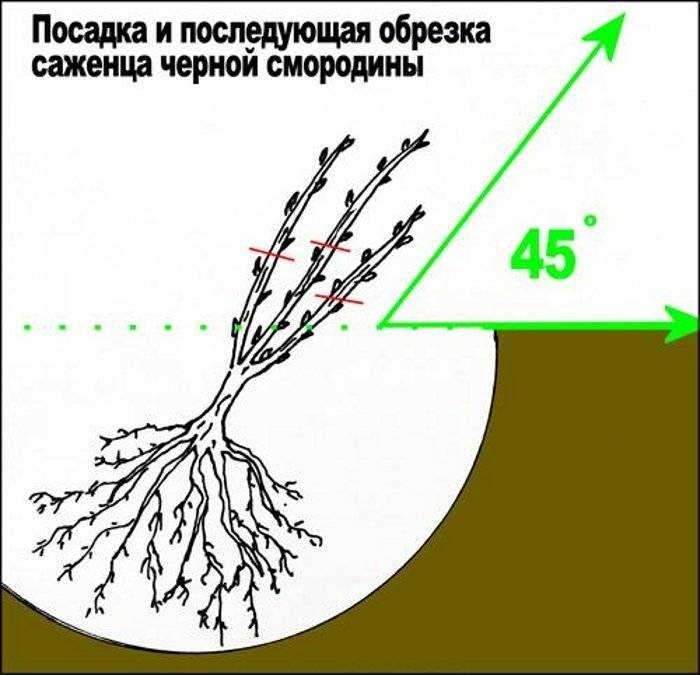 Пересадка смородины: сроки, подготовка, уход после