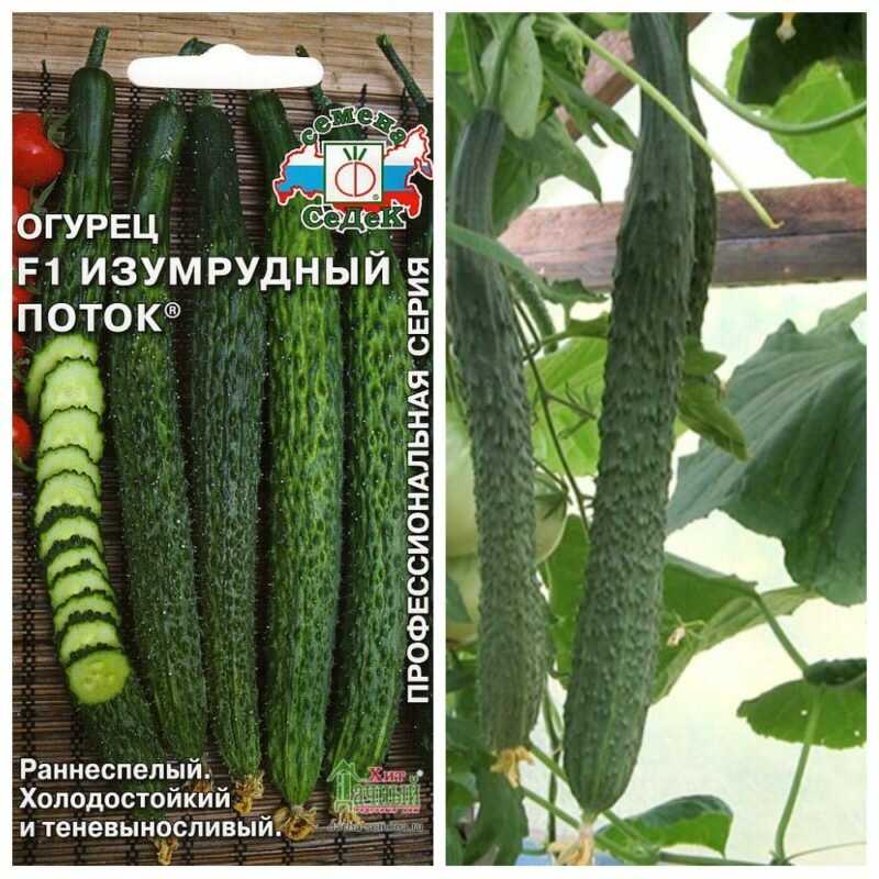 Огурцы изумрудный поток f1: описание сорта, выращивание, фото, отзывы