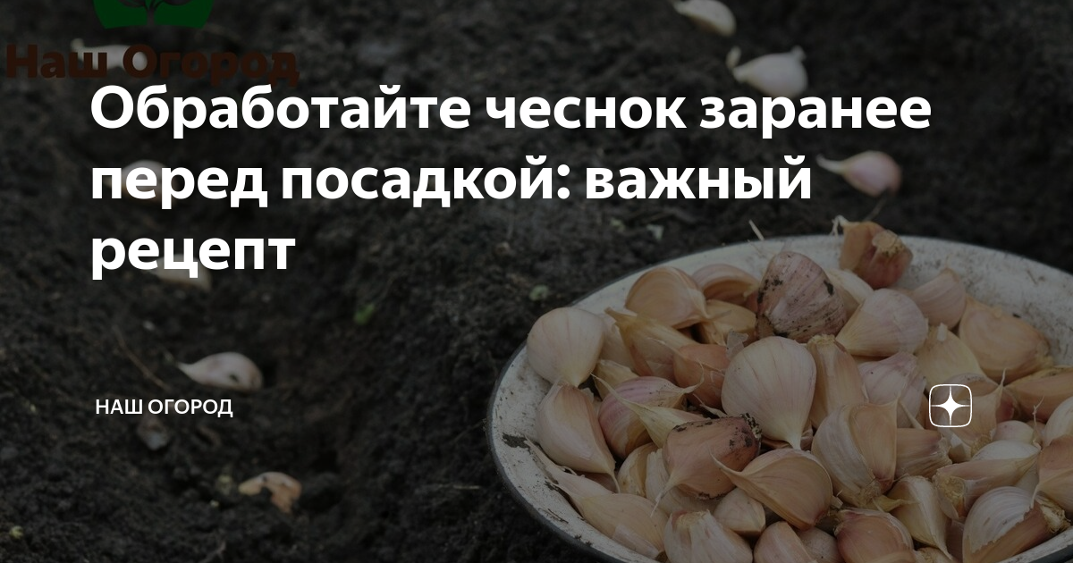 Подготовка чеснока к посадке под зиму за два шага