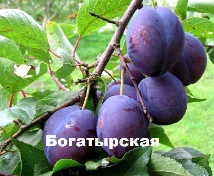 Слива богатырская: описание сорта, фото, отзывы