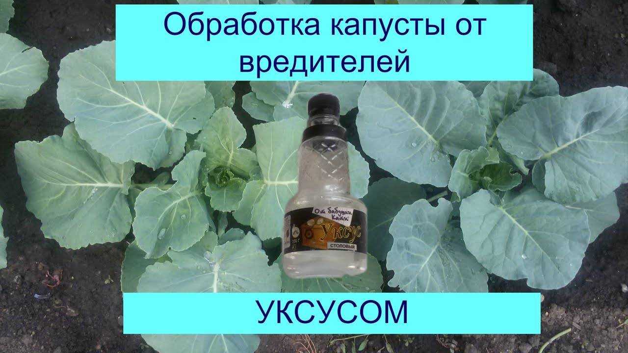 Кила на капусте — можно ли спасти урожай?