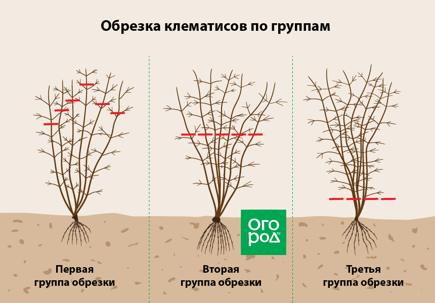 Клематис: сроки и правила посадки, уход в открытом грунте после