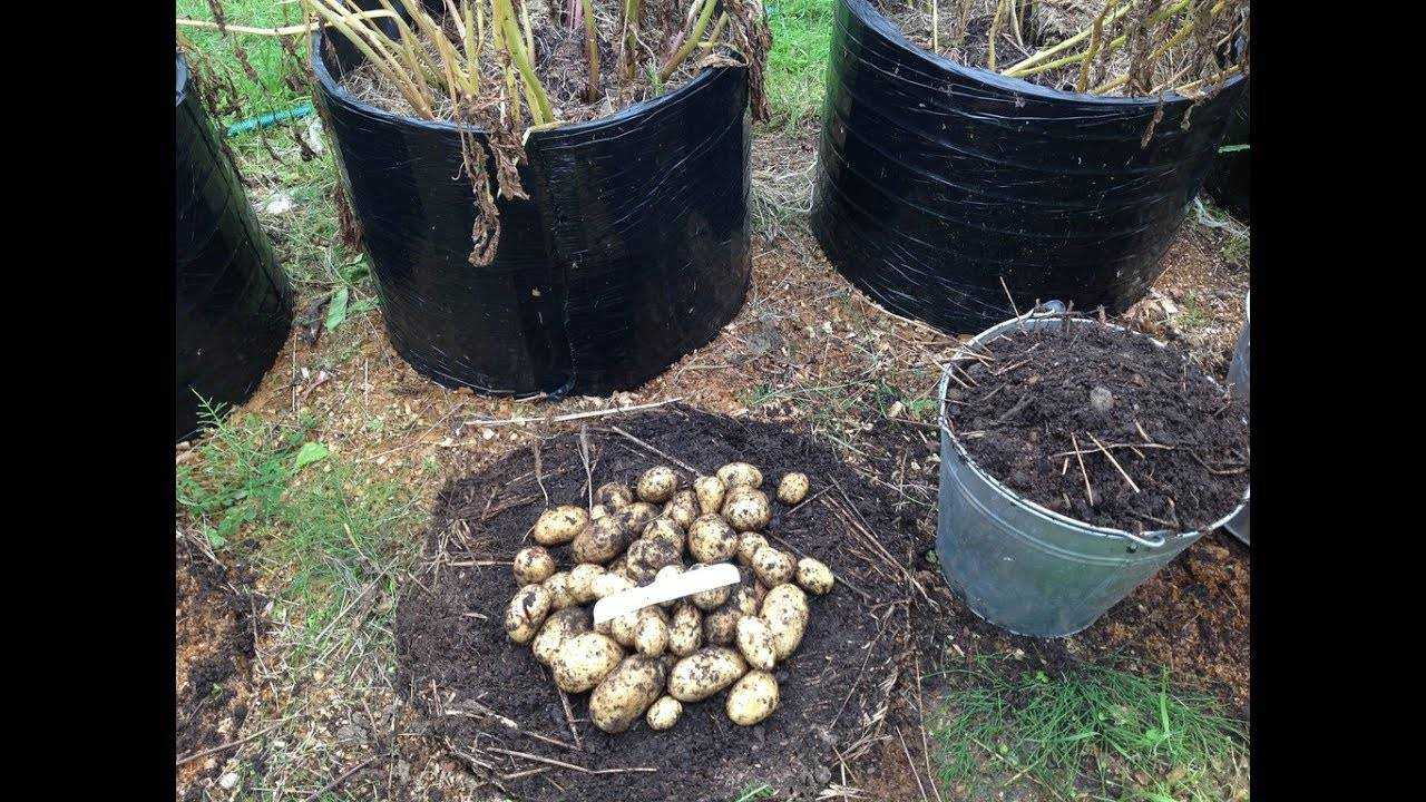 Выращивание картофеля домашних условиях. Вырастить картошку в мешке. Посадка картофеля в мешках. Посадка картошки в мешках. Способ посадки картофеля в мешках.