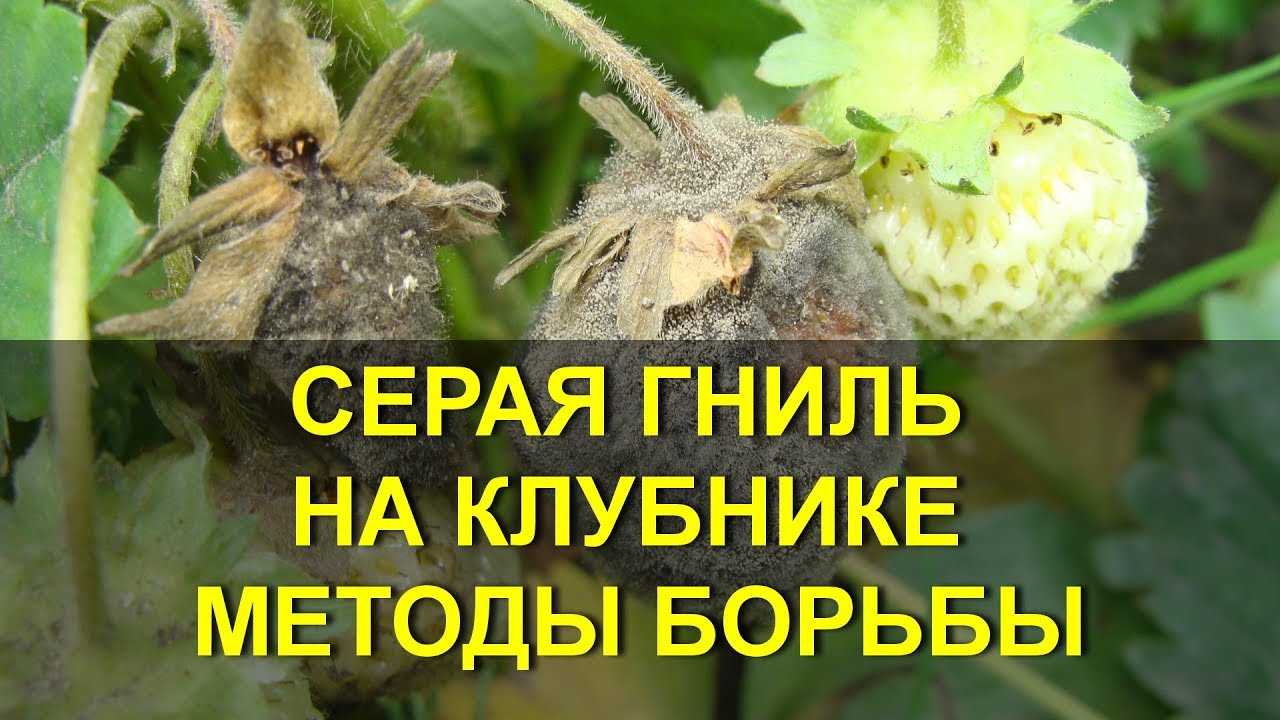 Болезни клубники: подробное описание с фотографиями