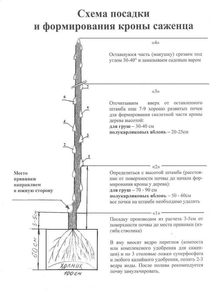 Посадка плодовых деревьев весной: советы специалиста