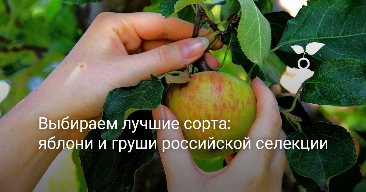 Лучшие сорта груши: самые урожайные и вкусные