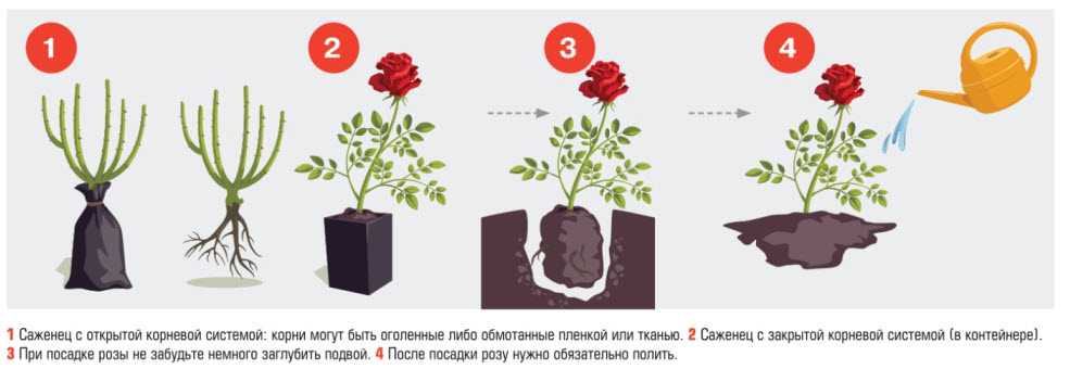 Посадка роз осенью: когда сажать