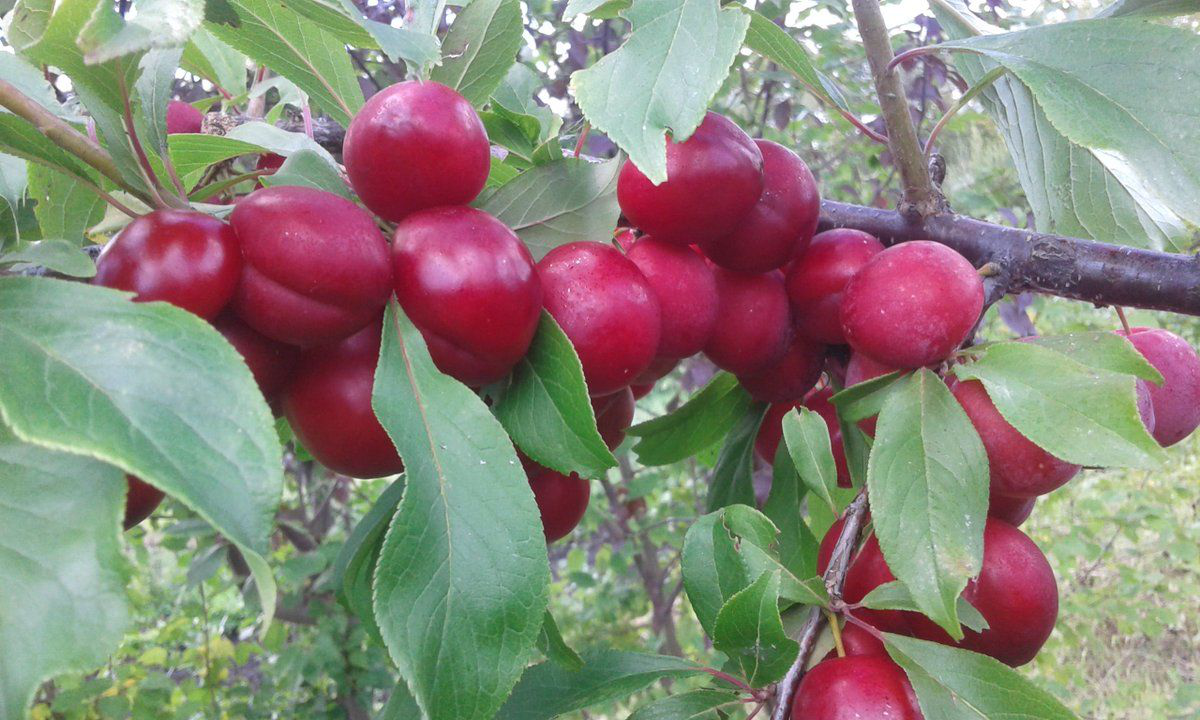 Сорта сливы для сибири - 15 лучших, самых зимостойких и вкусных