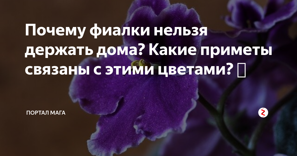 Причины, приметы и суеверия, способствующие и препятствующие нахождению фиалок в доме Польза и вред от фиалок в квартире