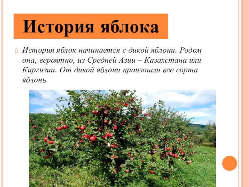 Яблоня колоновидная - выращивание и уход - полезные свойства | дикий дачник