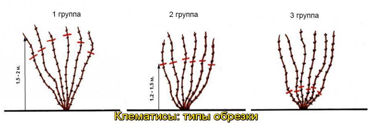 Группы клематисов и обрезка на зиму по группам | питомник зеленые ворота