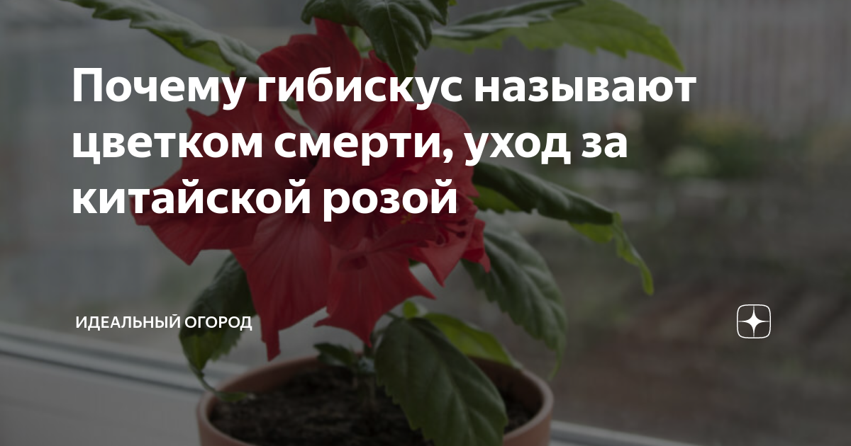 Почему гибискус - цветок смерти