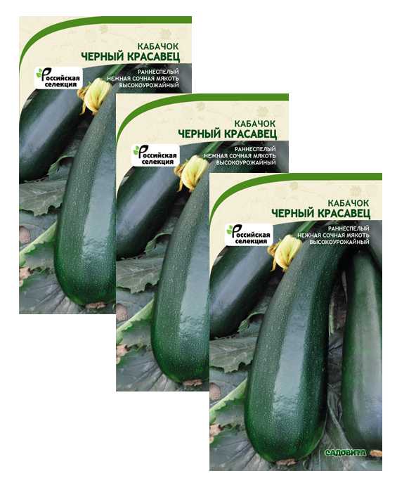 Кабачок цуккини черный красавец: отзывы, фото, описание сорта, урожайность, выращивание, посадка и уход
