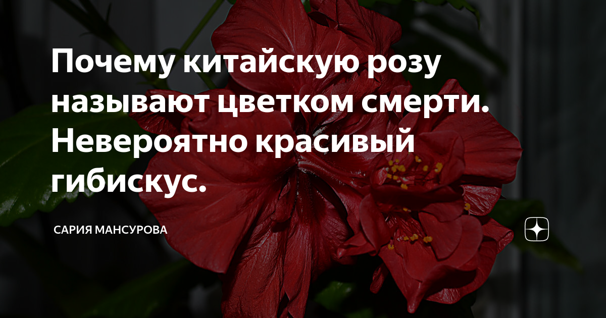 Роза в доме: приметы и суеверия, можно ли держать в комнате или выращивать зимой на подоконнике