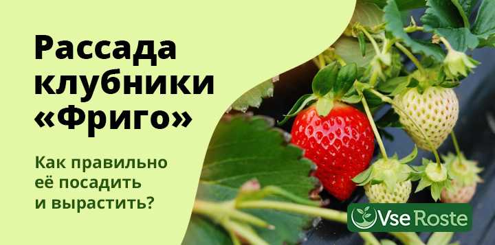 Технология фриго — особенности выращивания рассады клубники