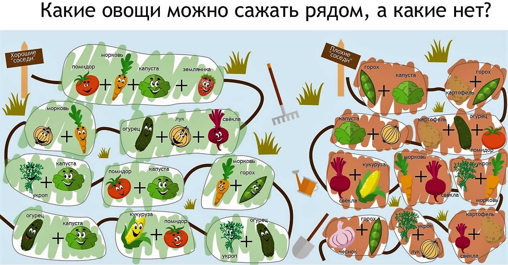 Как вырастить арбуз дома в квартире: особенности и секреты