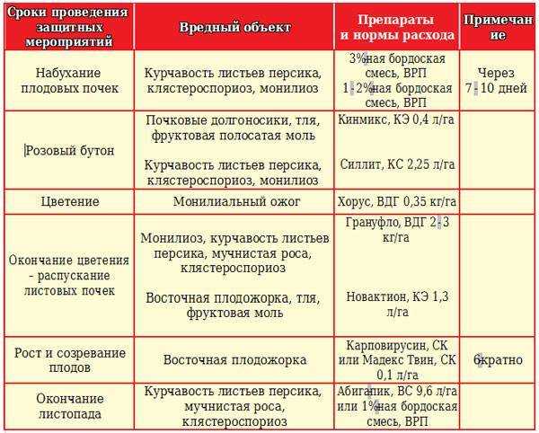 Курчавость листьев персика: как лечить болезни персика, симптомы, описание с фото и меры защиты