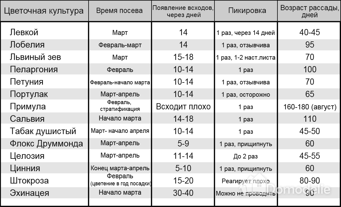Посадка петунии на рассаду: лучшее время и агротехника, уход и пикирование