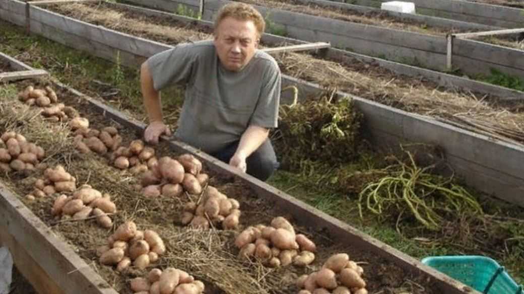 Посадка картофеля: способы и схемы, выращивание и уход