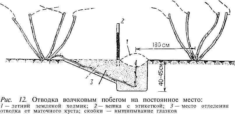 Как легко и просто черенками размножить девичий виноград: режем весной и летом