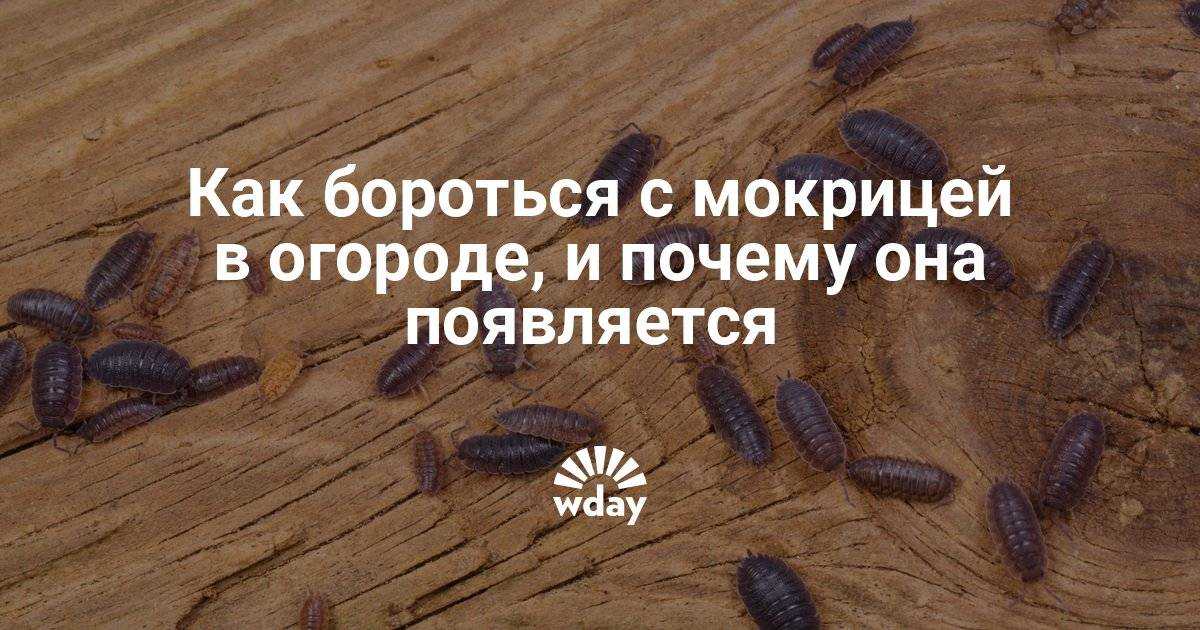 Как избавиться от мокрицы на участке навсегда