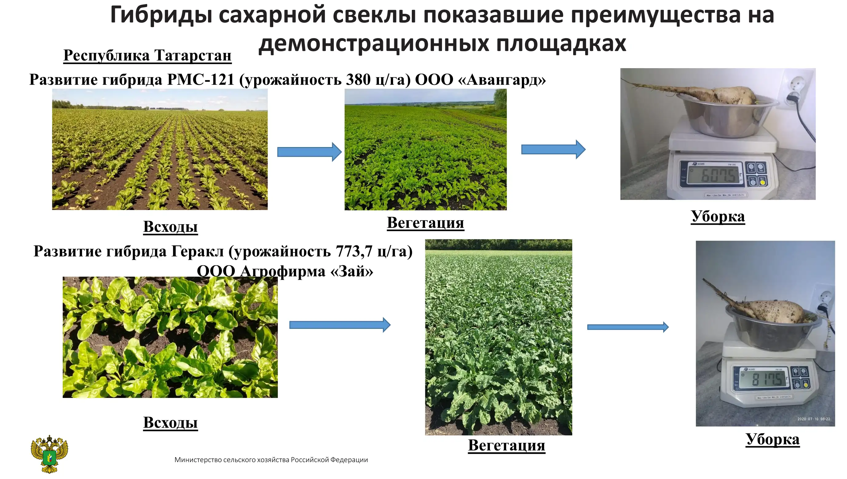 Правила получения богатого урожая свеклы: выращивание в открытом грунте и уход