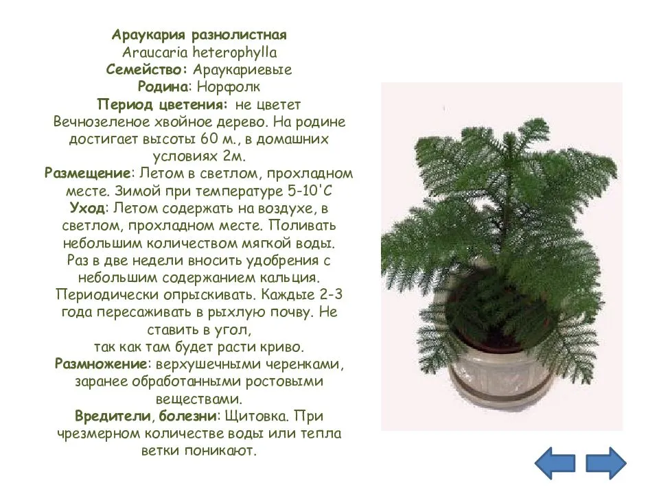 Араукария: уход в домашних условиях, размножение растения, описание видов комнатная, разнолистная и хетерофилла, где растёт и как питается, обрезка и формирование кроны