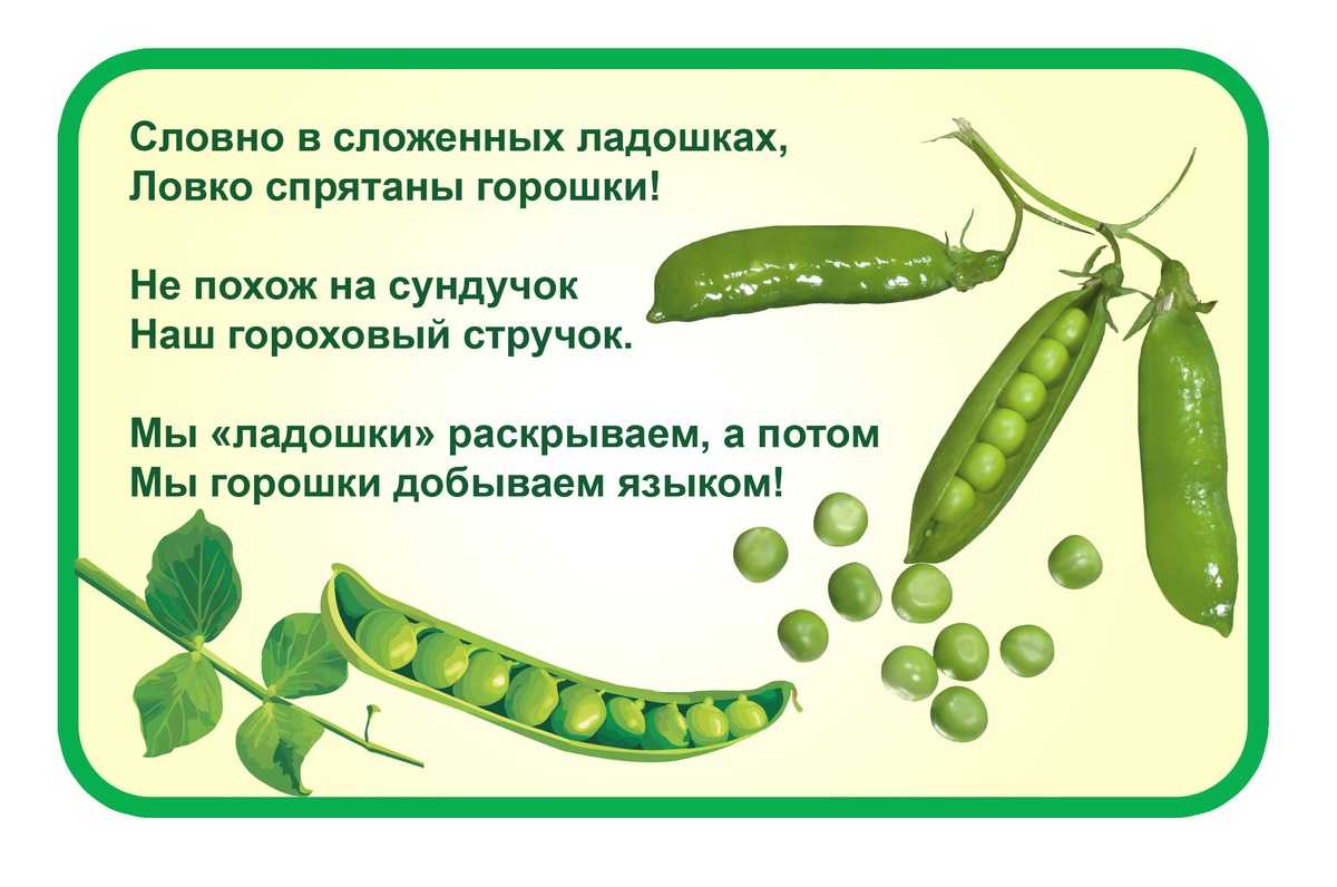 ✅ выращивание гороха в открытом грунте: посадка, уход, сбор и хранение урожая, полезные советы