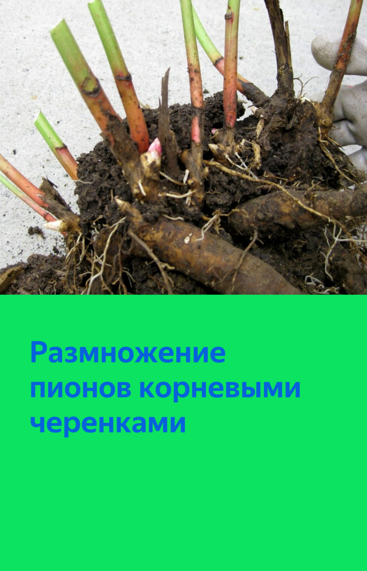 Пионы: выращивание и уход в саду, способы размножения
